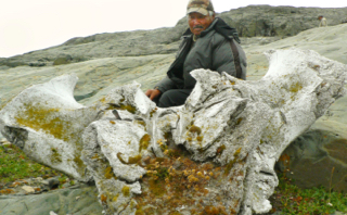 Noah Aculiaq sits behind an old arvik (bowhead whale, Balaena mysticetus) skull