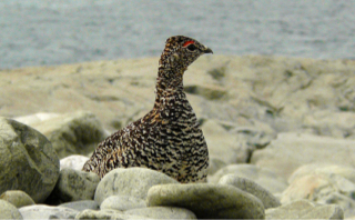 Aqiggik (rock ptarmigan, Lagopus muta) on rocky shore