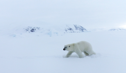 Nanuk (polar bear, Ursus maritimus) in snow