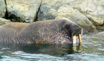 Aiviq (walrus, Odobenus rosmarus) resting on the rocky shores of an island in Arqvilliit